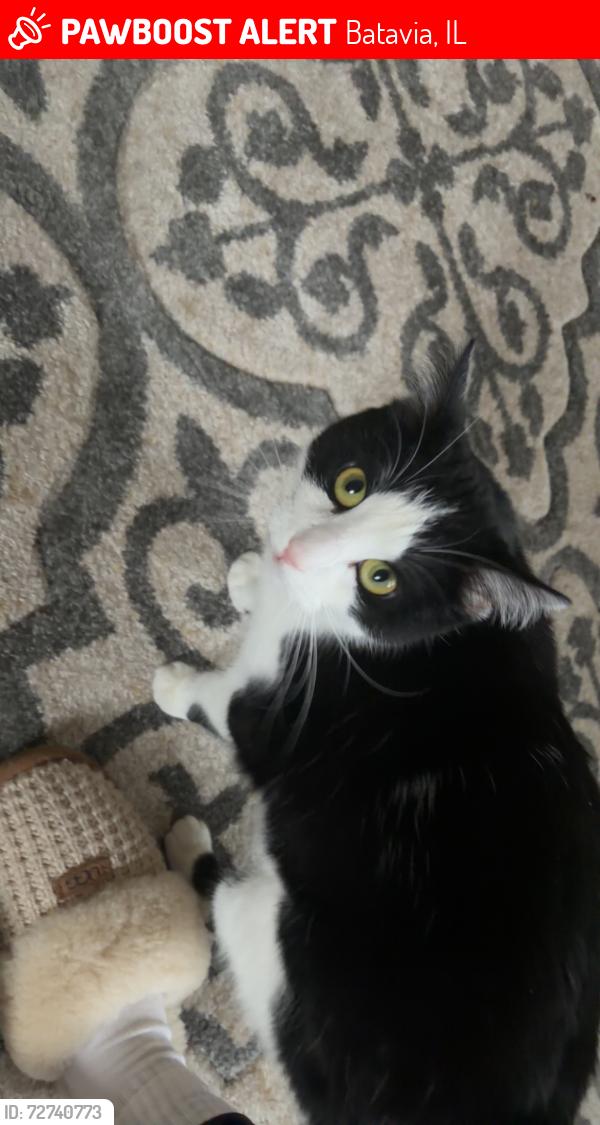 Lost Female Cat last seen South jackson, main st, Batavia, IL 60510