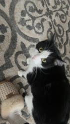 Lost Female Cat last seen South jackson, main st, Batavia, IL 60510