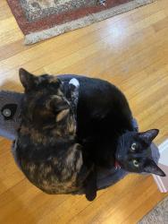 Lost Male Cat last seen northumberland and negley, Pittsburgh, PA 15217