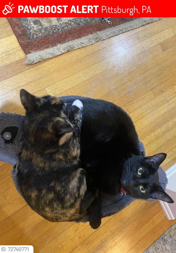 Lost Male Cat last seen northumberland and negley, Pittsburgh, PA 15217
