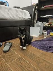 Found/Stray Female Cat last seen S Harrel's ferry, East Baton Rouge Parish, LA 70816