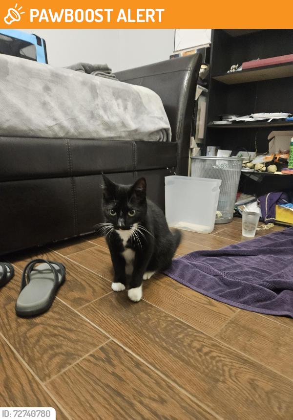 Found/Stray Female Cat last seen S Harrel's ferry, East Baton Rouge Parish, LA 70816