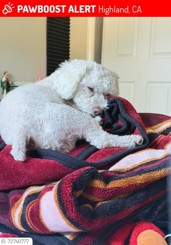 Lost Male Dog last seen Victoria , Highland, CA 92346