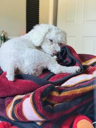 Lost Male Dog last seen Victoria , Highland, CA 92346
