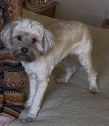 Lost Male Dog last seen Iliff , Aurora, CO 80014