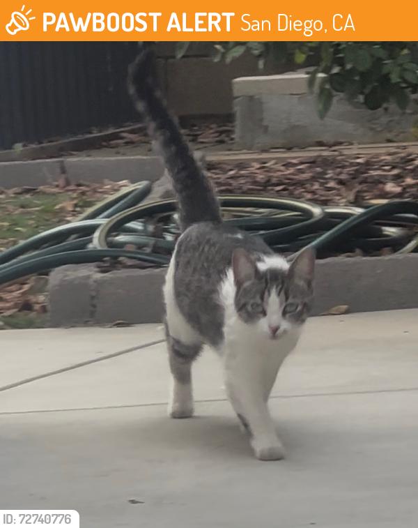 Found/Stray Unknown Cat last seen Ben St, San Diego, CA 92111