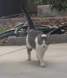 Found/Stray Unknown Cat last seen Ben St, San Diego, CA 92111