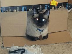 Lost Male Cat last seen Barbara and lake dr 63366, O'Fallon, MO 63366