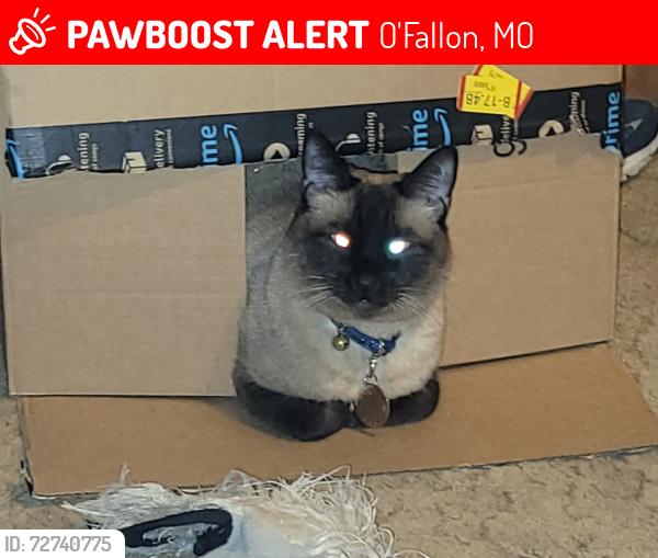 Lost Male Cat last seen Barbara and lake dr 63366, O'Fallon, MO 63366