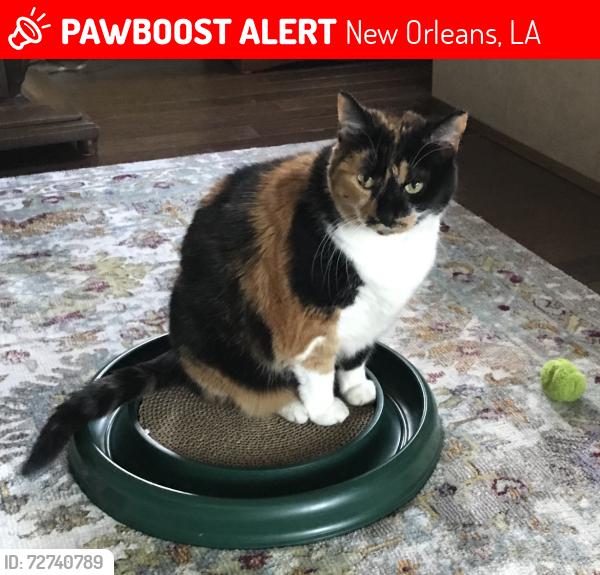Lost Female Cat last seen Aviators & Duplessis , New Orleans, LA 70122