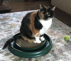 Lost Female Cat last seen Aviators & Duplessis , New Orleans, LA 70122