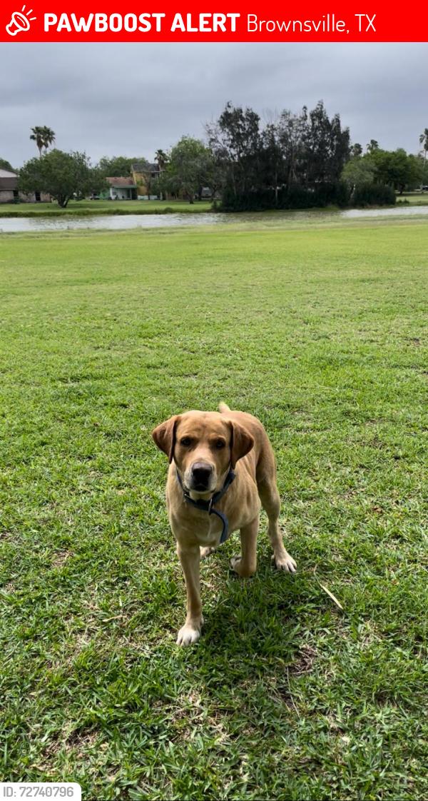 Lost Male Dog last seen Boca Chica Blvd  / Indiana Ave. Brownsville TX , Brownsville, TX 78521