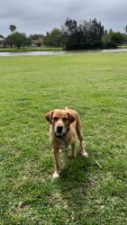 Lost Male Dog last seen Boca Chica Blvd  / Indiana Ave. Brownsville TX , Brownsville, TX 78521