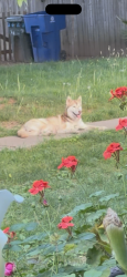 Found/Stray Unknown Dog last seen 29th Avenue Dead End. By the wall separating apmts from the train tracks, Sacramento, CA 95820