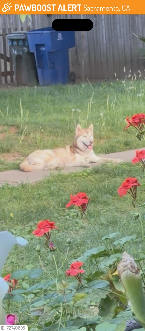 Found/Stray Unknown Dog last seen 29th Avenue Dead End. By the wall separating apmts from the train tracks, Sacramento, CA 95820