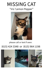 Lost Female Cat last seen Blackman Farms off Blaze Drive, Murfreesboro, TN 37128
