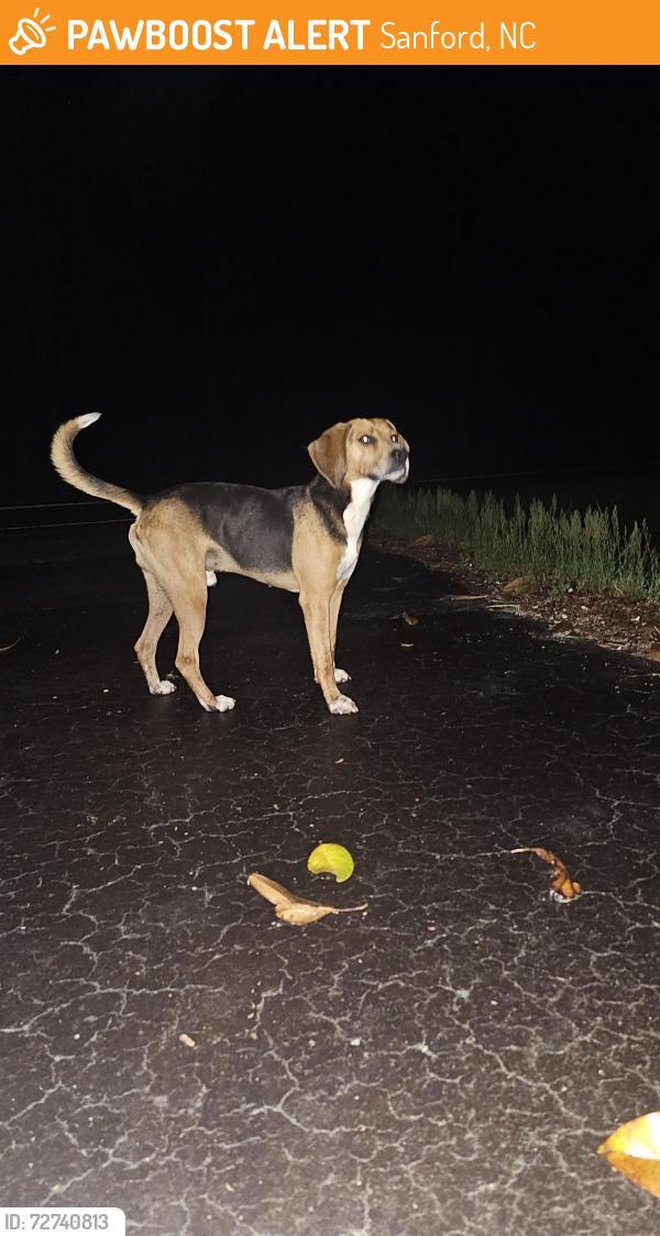 Found/Stray Male Dog last seen Colon Rd / Tabitha Ln, Sanford, NC 27330