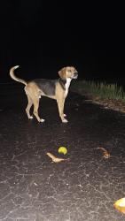 Found/Stray Male Dog last seen Colon Rd / Tabitha Ln, Sanford, NC 27330