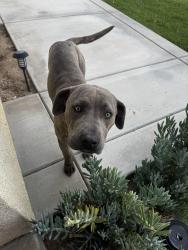 Found/Stray Female Dog last seen Amethyest Rd, Victorville, CA 92394
