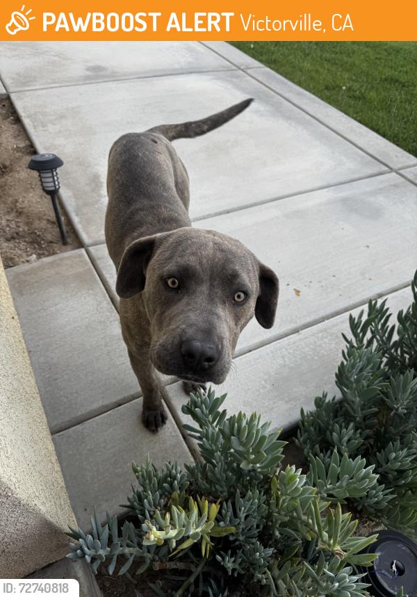 Found/Stray Female Dog last seen Amethyest Rd, Victorville, CA 92394
