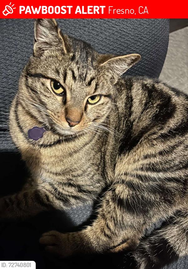 Lost Female Cat last seen Ashlan and Palm, Fresno, CA 93704