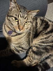 Lost Female Cat last seen Ashlan and Palm, Fresno, CA 93704