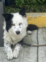 Lost Male Dog last seen Salón villa flamingos , Ciudad de México, CDMX 