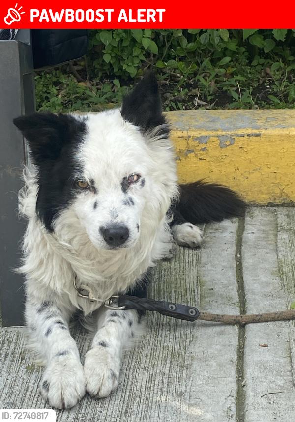 Lost Male Dog last seen Salón villa flamingos , Ciudad de México, CDMX 