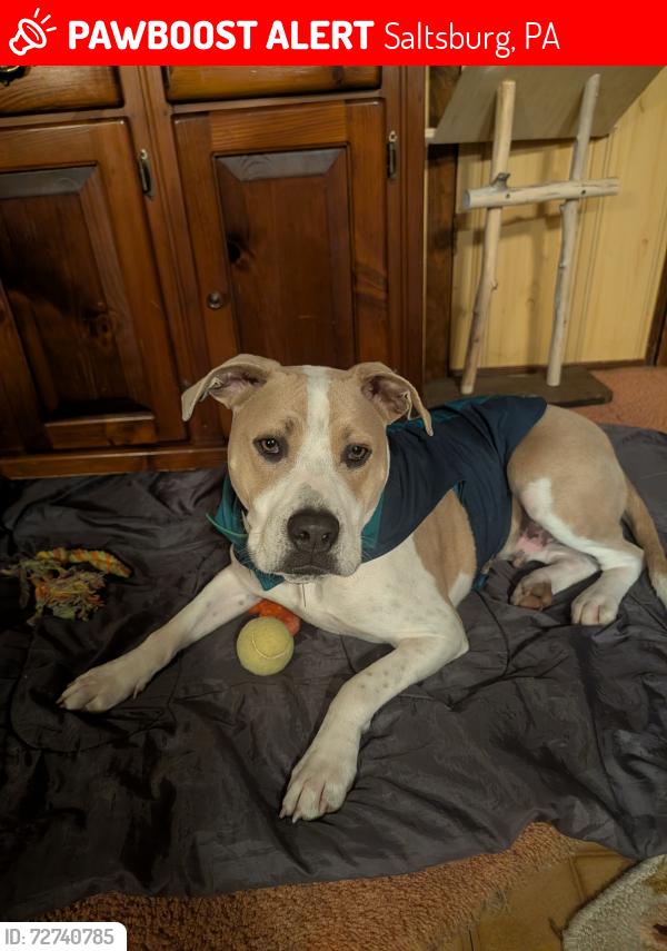 Lost Male Dog last seen 4\10 mi off rt981 s outside saltsburg. Loyalhanna dam Rd., Saltsburg, PA 15681