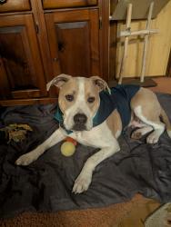 Lost Male Dog last seen 4\10 mi off rt981 s outside saltsburg. Loyalhanna dam Rd., Saltsburg, PA 15681