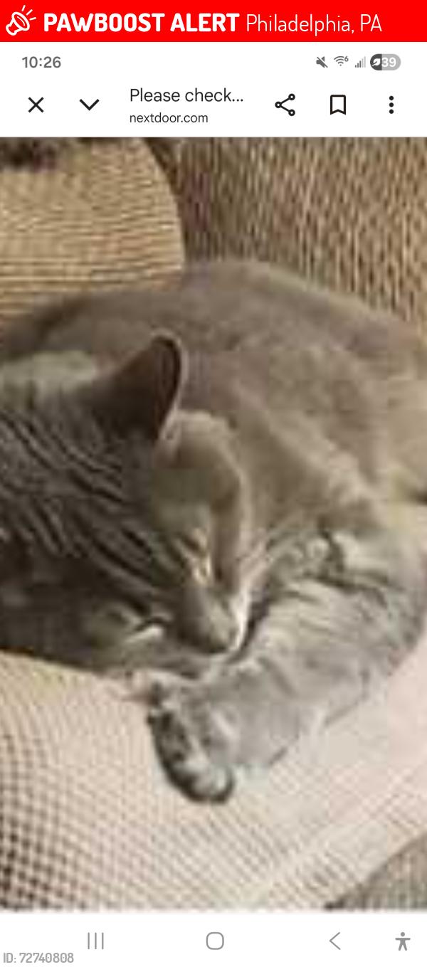 Lost Female Cat last seen Haldeman and conwell str. 19115, Philadelphia, PA 19115