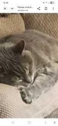Lost Female Cat last seen Haldeman and conwell str. 19115, Philadelphia, PA 19115