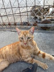 Found/Stray Male Cat last seen 32nd and Hannah street , Oakland, CA 94608