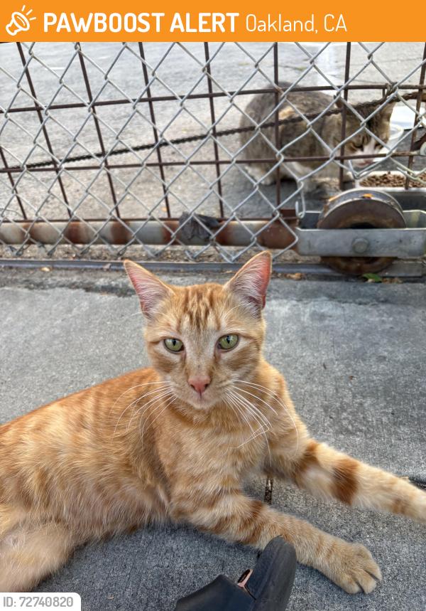 Found/Stray Male Cat last seen 32nd and Hannah street , Oakland, CA 94608