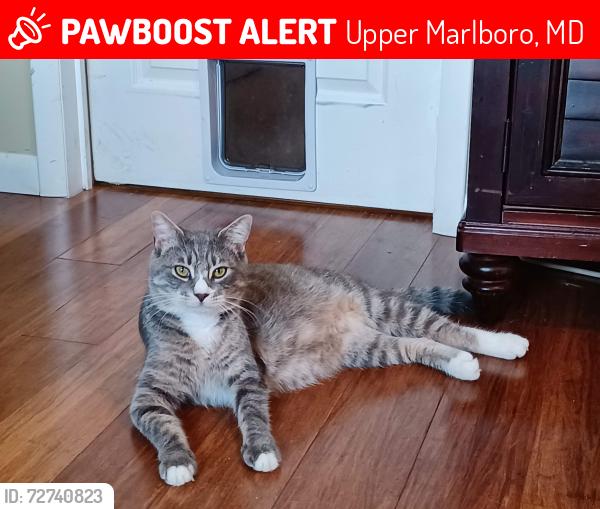 Lost Male Cat last seen Near Marlboro Pike, Upper Marlboro, MD 20772