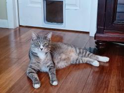 Lost Male Cat last seen Near Marlboro Pike, Upper Marlboro, MD 20772