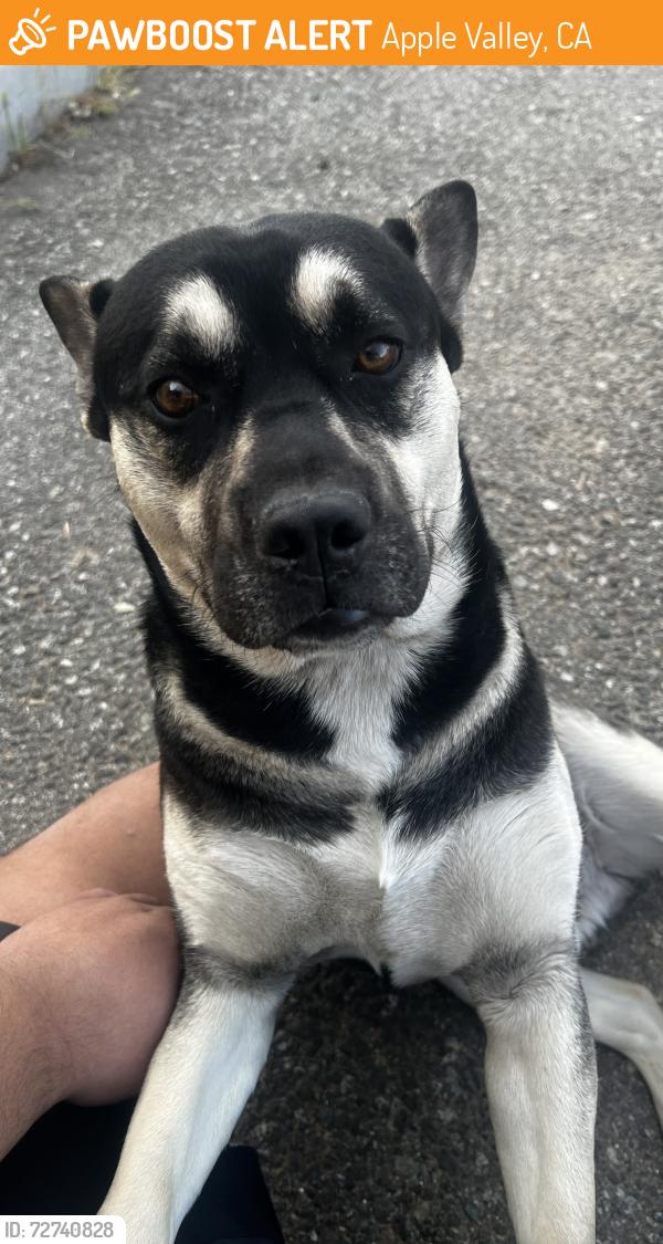 Found/Stray Male Dog last seen Central Rd & Bear Valley Rd, Apple Valley, CA 92307