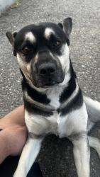 Found/Stray Male Dog last seen Central Rd & Bear Valley Rd, Apple Valley, CA 92307