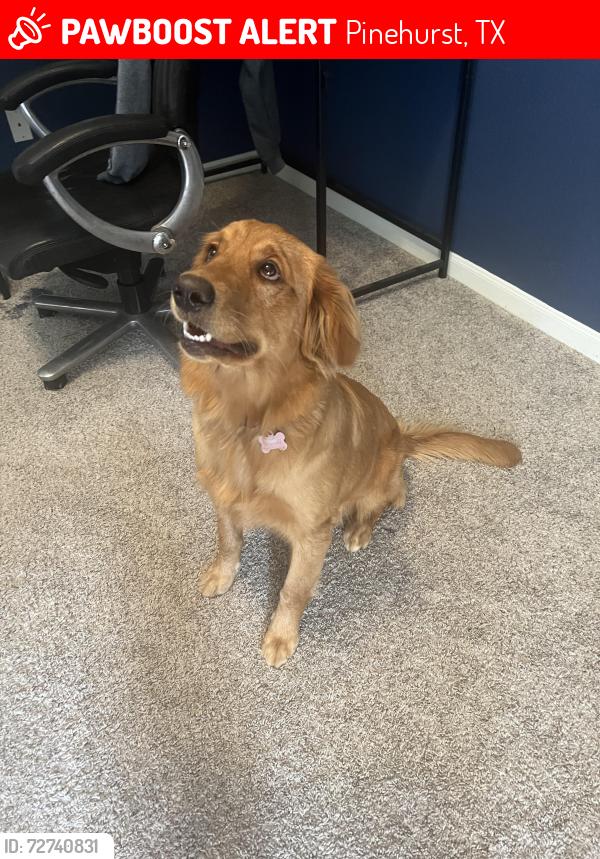 Lost Female Dog last seen Near and W Rollingwood St, Pinehurst, TX 77362
