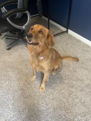 Lost Female Dog last seen Near and W Rollingwood St, Pinehurst, TX 77362