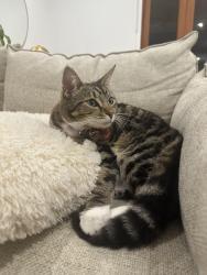 Lost Female Cat last seen Marsh Street, Cannon Hill 4170 , Cannon Hill, QLD 4170