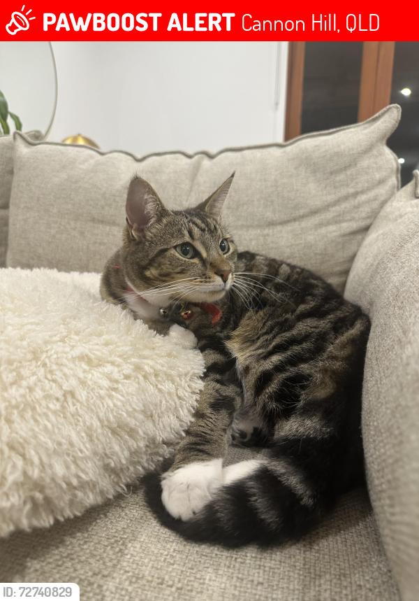 Lost Female Cat last seen Marsh Street, Cannon Hill 4170 , Cannon Hill, QLD 4170