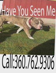 Lost Male Dog last seen Skate park in Castle Rock wa , Castle Rock, WA 98611