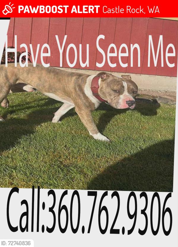 Lost Male Dog last seen Skate park in Castle Rock wa , Castle Rock, WA 98611