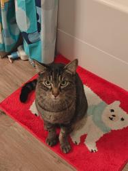 Lost Male Cat last seen Jim Parsley Community Center , Vancouver, WA 98661