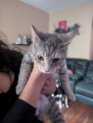 Found/Stray Female Cat last seen Near blocks away from Governor Mifflin, Shillington, PA 19607