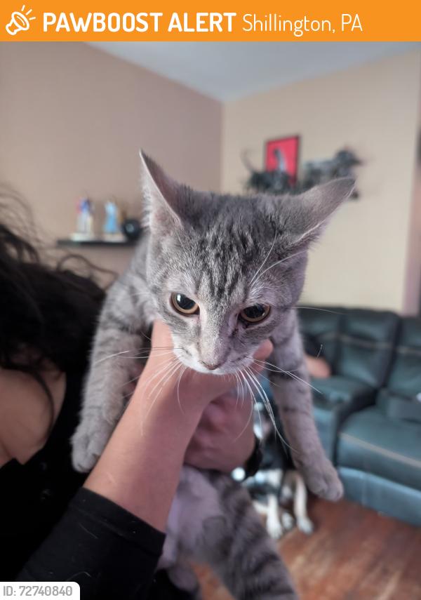 Found/Stray Female Cat last seen Near blocks away from Governor Mifflin, Shillington, PA 19607