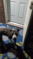 Found/Stray Male Dog last seen Near Bellaire Blvd, Houston, TX 77072, Houston, TX 77072