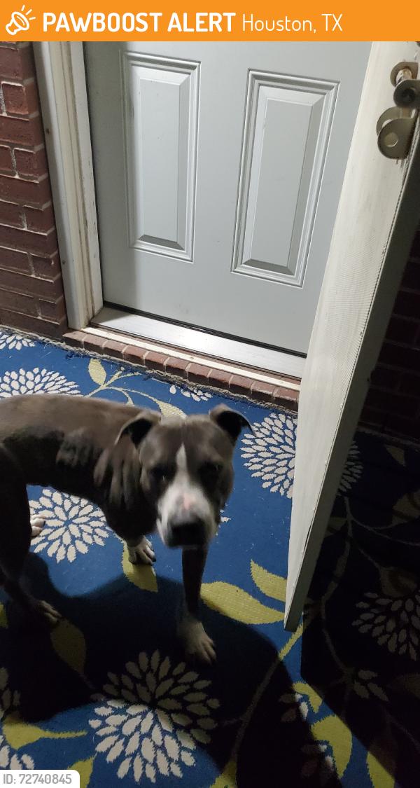 Found/Stray Male Dog last seen Near Bellaire Blvd, Houston, TX 77072, Houston, TX 77072