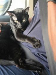 Lost Male Cat last seen yosemite trail , Cross Roads, TX 76227